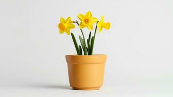 Photo of Daffodil flower in pot isolated on white background. Generative AI
