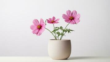 Photo of Cosmos flower in pot isolated on white background. Generative AI