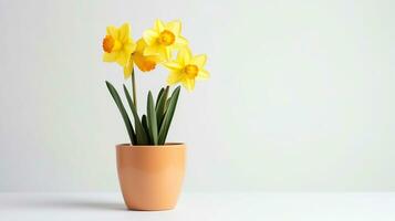 Photo of Daffodil flower in pot isolated on white background. Generative AI