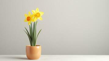 Photo of Daffodil flower in pot isolated on white background. Generative AI