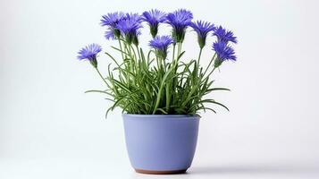 Photo of Cornflower in pot isolated on white background. Generative AI