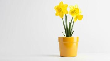 Photo of Daffodil flower in pot isolated on white background. Generative AI