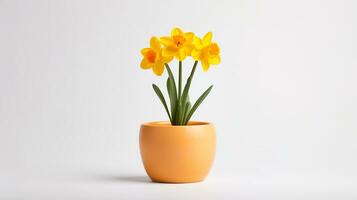 Photo of Daffodil flower in pot isolated on white background. Generative AI