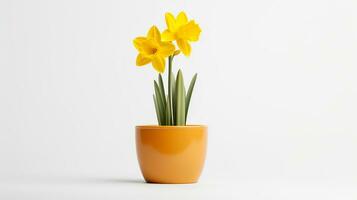 Photo of Daffodil flower in pot isolated on white background. Generative AI