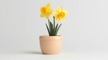 Photo of Daffodil flower in pot isolated on white background. Generative AI