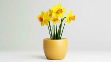 Photo of Daffodil flower in pot isolated on white background. Generative AI