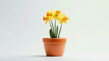 Photo of Daffodil flower in pot isolated on white background. Generative AI