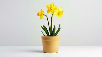 Photo of Daffodil flower in pot isolated on white background. Generative AI