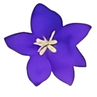 Aquarell Blume Kopf Clip Kunst png