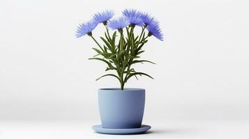 Photo of Cornflower in pot isolated on white background