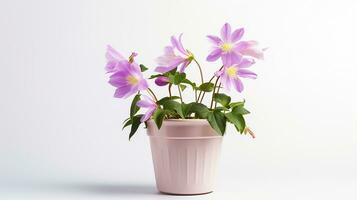 Photo of Columbine flower in pot isolated on white background. Generative AI