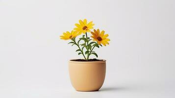 Photo of Coreopsis flower in pot isolated on white background. Generative AI