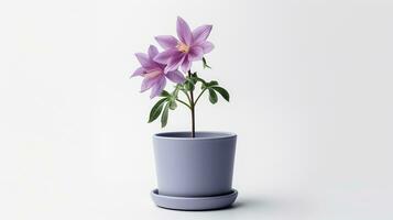 Photo of Columbine flower in pot isolated on white background. Generative AI