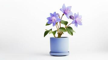 Photo of Columbine flower in pot isolated on white background. Generative AI