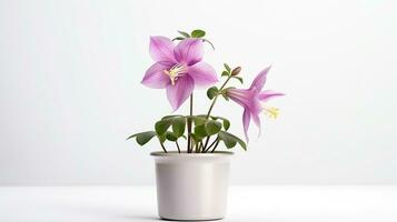 Photo of Columbine flower in pot isolated on white background. Generative AI