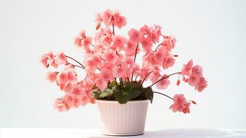 Photo of Coral Bells flower in pot isolated on white background. Generative AI