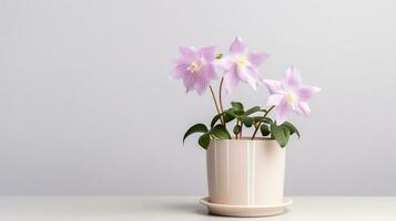 Photo of Columbine flower in pot isolated on white background. Generative AI