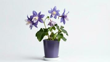 Photo of Columbine flower in pot isolated on white background. Generative AI