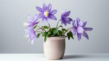 Photo of Columbine flower in pot isolated on white background. Generative AI