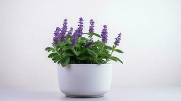 Photo of Catmint flower in pot isolated on white background. Generative AI
