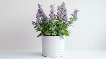 Photo of Catmint flower in pot isolated on white background. Generative AI