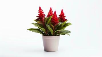 foto de celosia flor en maceta aislado en blanco antecedentes. generativo ai