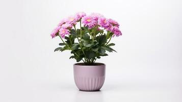 Photo of Chrysanthemum flower in pot isolated on white background. Generative AI