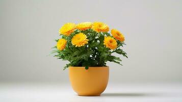 Photo of Chrysanthemum flower in pot isolated on white background. Generative AI