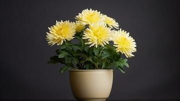 Photo of Chrysanthemum flower in pot isolated on white background. Generative AI