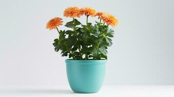 Photo of Chrysanthemum flower in pot isolated on white background. Generative AI