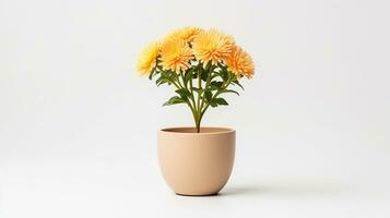 Photo of Chrysanthemum flower in pot isolated on white background. Generative AI