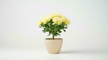 Photo of Chrysanthemum flower in pot isolated on white background. Generative AI