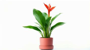 Photo of Canna Lily flower in pot isolated on white background. Generative AI