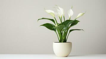 Photo of Calla Lily flower in pot isolated on white background. Generative AI