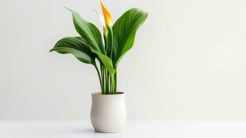 Photo of Calla Lily flower in pot isolated on white background. Generative AI