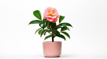 Photo of Camellia flower in pot isolated on white background. Generative AI