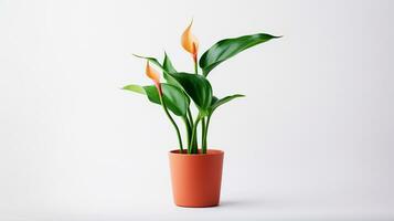 Photo of Calla Lily flower in pot isolated on white background. Generative AI