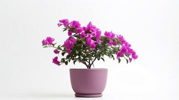 Photo of Bougainvillea flower in pot isolated on white background. Generative AI