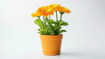 foto de caléndula flor en maceta aislado en blanco antecedentes. generativo ai