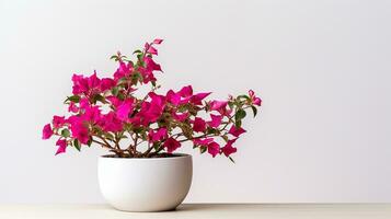 Photo of Bougainvillea flower in pot isolated on white background. Generative AI