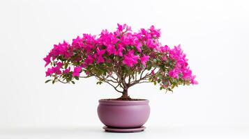 Photo of Bougainvillea flower in pot isolated on white background. Generative AI