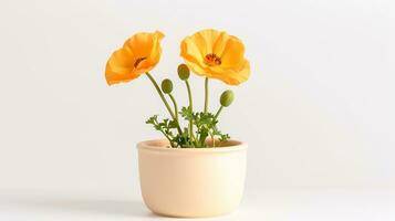 Photo of California Poppy flower in pot isolated on white background. Generative AI