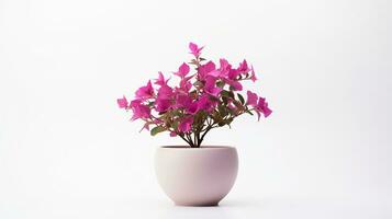 Photo of Bougainvillea flower in pot isolated on white background. Generative AI