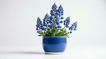 Photo of Bluebonnet flower in pot isolated on white background. Generative AI