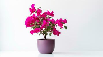 Photo of Bougainvillea flower in pot isolated on white background. Generative AI