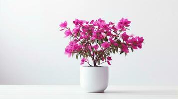 Photo of Bougainvillea flower in pot isolated on white background. Generative AI