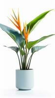 Photo of Bird of Paradise flower in pot isolated on white background. Generative AI