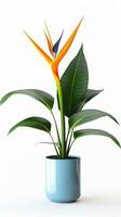 Photo of Bird of Paradise flower in pot isolated on white background. Generative AI
