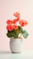 Photo of Begonia flower in pot isolated on white background. Generative AI