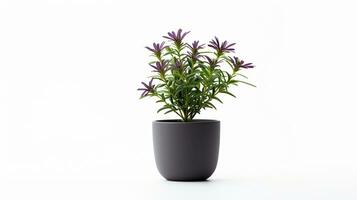 Photo of Bishops Weed flower in pot isolated on white background. Generative AI